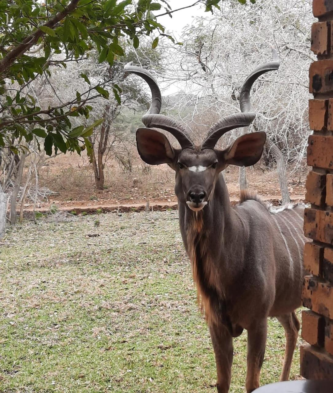 Lodge Kruger Riverside - No Load-shedding *