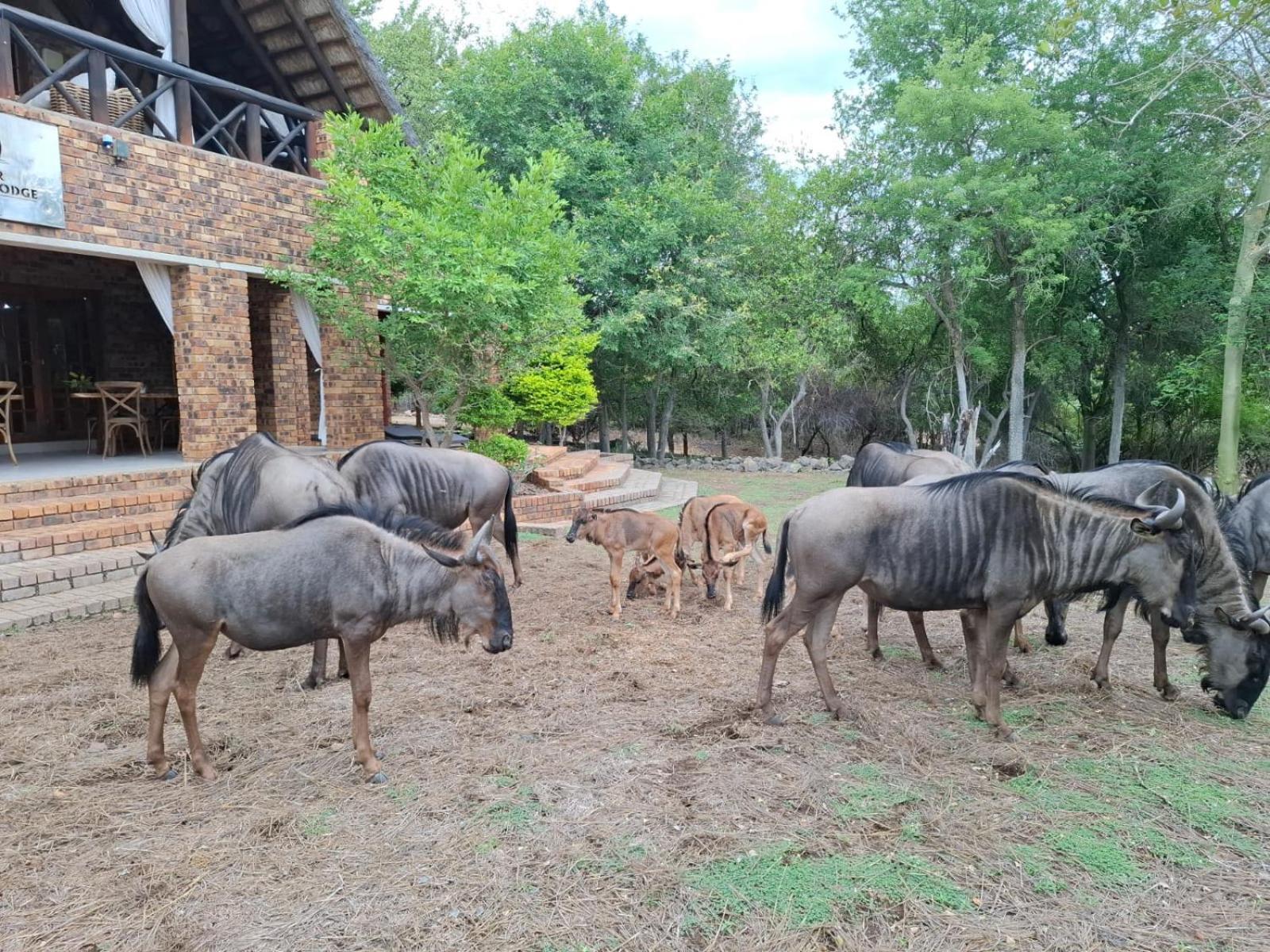 Lodge Kruger Riverside - No Load-shedding Marloth Park