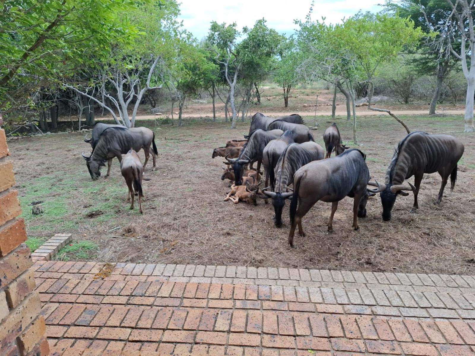 Kruger Riverside - No Load-shedding