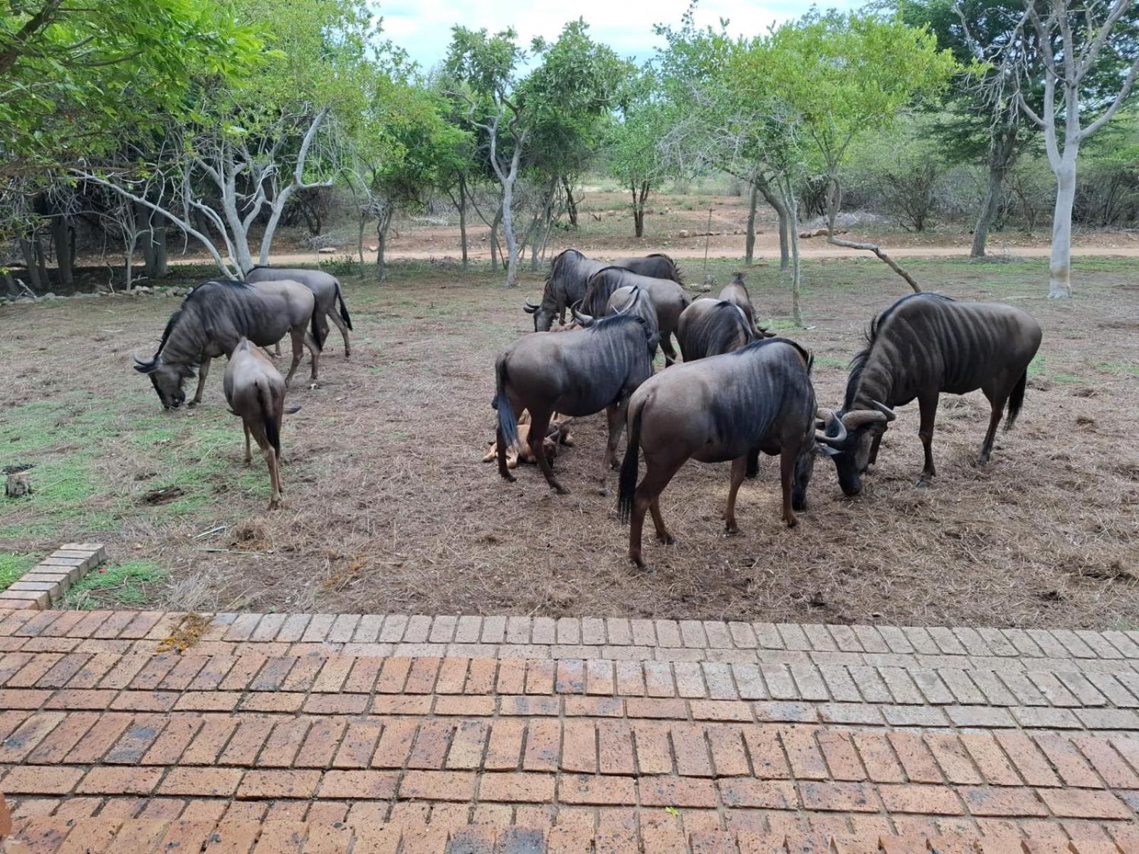 Lodge Kruger Riverside - No Load-shedding