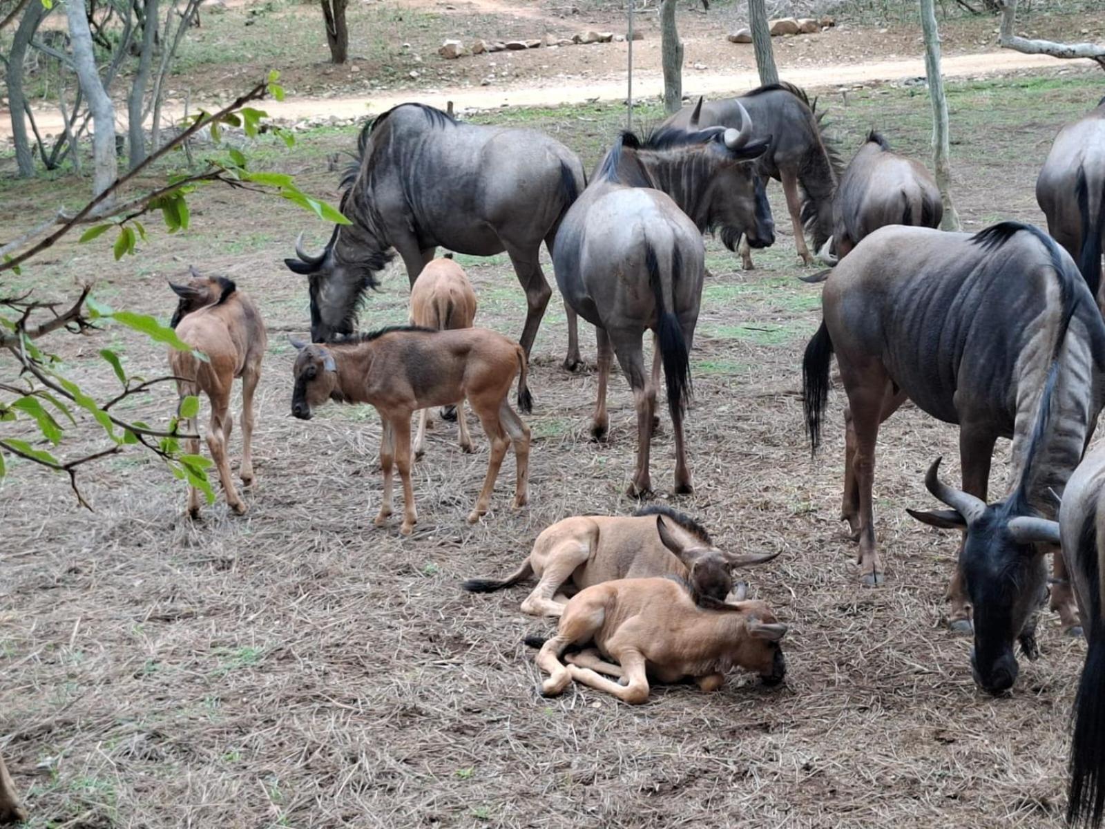 Lodge Kruger Riverside - No Load-shedding Marloth Park
