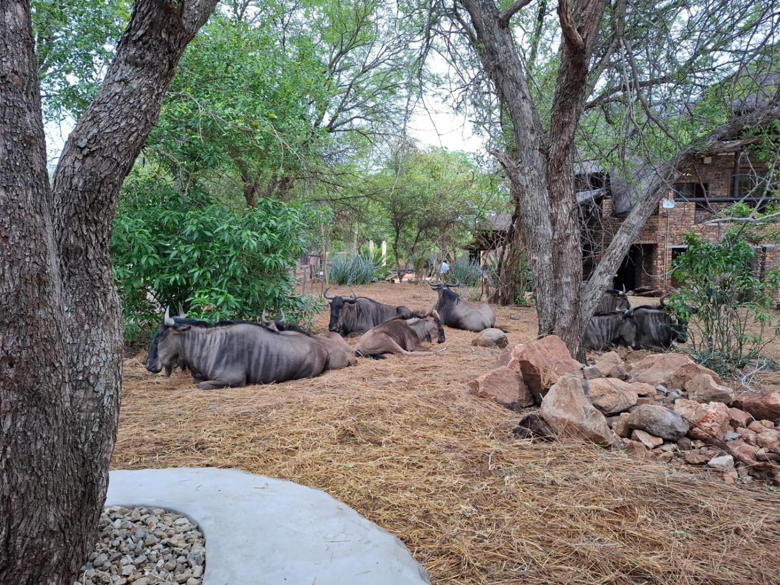 Kruger Riverside - No Load-shedding Lodge Marloth Park